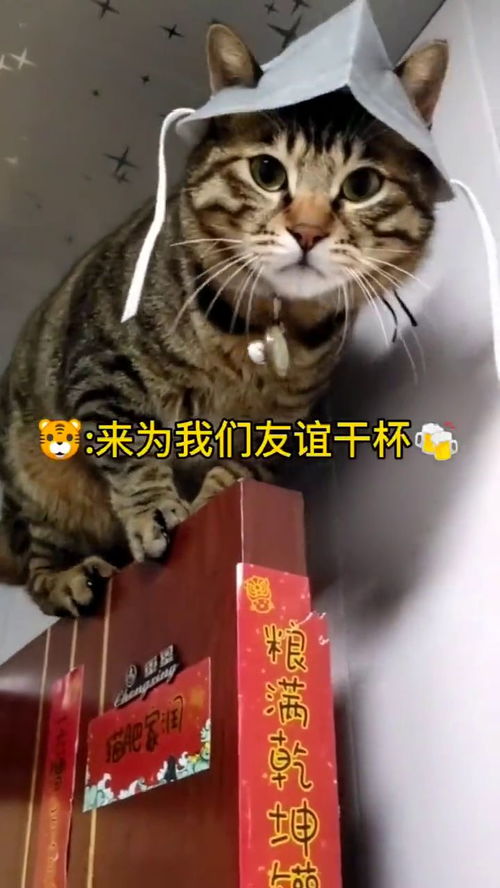 (猫咪田园全部猫有哪些)猫咪田园图鉴：探寻迷人猫咪的家园，揭秘它们的生活种种